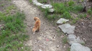 Отшельник.Изба в лесу.Жизнь в одиночестве в тайге.Сезон 2022 год.