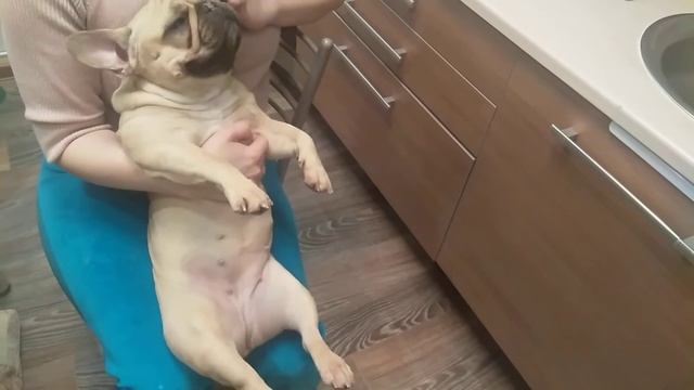 Французский бульдог Бонита чистит ушки смотреть онлайн