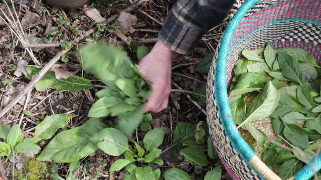 Harvesting and Cooking Dames Rocket смотреть онлайн