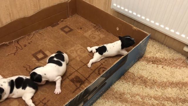 Новейший бестопливный суперкар... для французских бульдогов 🛻