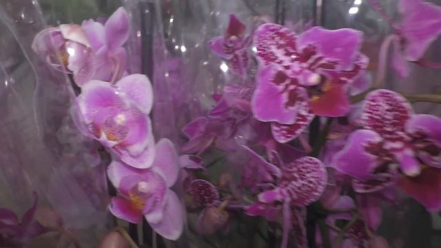 ОРХИДЕИ БАБОЧКИ!!! Аромат ВЕСНЫ... СОЙТИ С УМА! смотреть онлайн