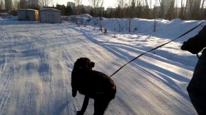 Коррекционная шлейка. Как она работает