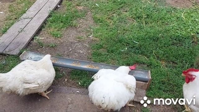 Сколько стоит 1 кг мяса бройлера в три месяца, кормление мешанкой. смотреть онлайн