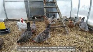 Куры породы Легбар. Содержание зимой в теплице.#курызимойвтеплице#легбар#деревнябеларусь#Belarus
