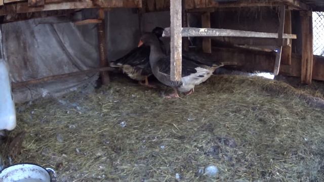 Две невесты для Гусака//жизнь продолжается// смотреть онлайн