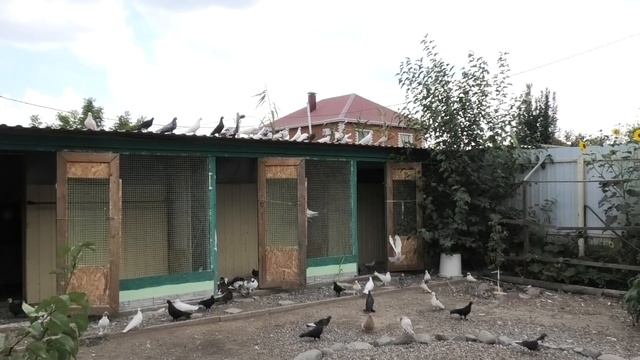 Голубятник из Актау в гостях в Астрахани! смотреть онлайн