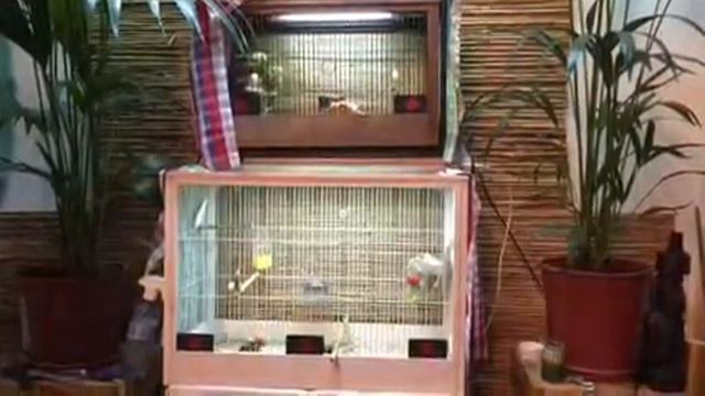 Кенар парует канарейку смотреть онлайн