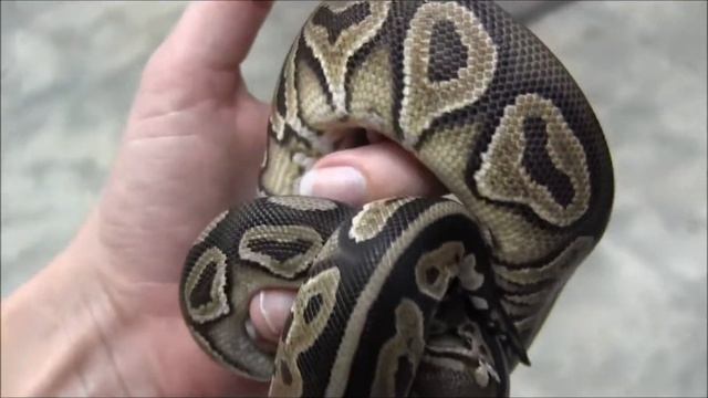 Small Male Cinnamon Ball Python смотреть онлайн