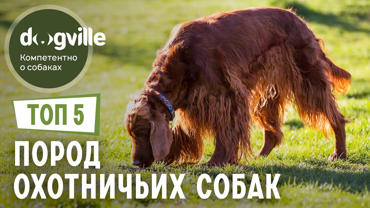 ТОП 5 ОХОТНИЧЬИХ пород собак смотреть онлайн