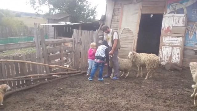 в деревне ,живые бараны, дети катаются на лошади. смотреть онлайн