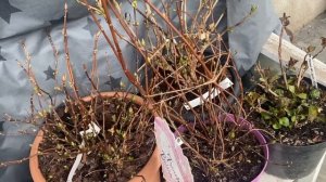 ОБРЕЗКА ГОРТЕНЗИИ ФРЕНЧ БОЛЕРО