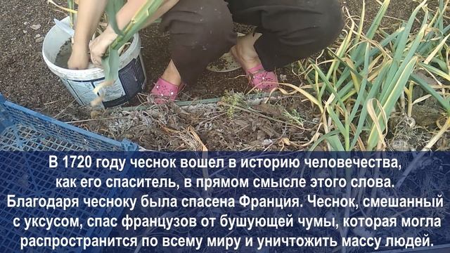 Как правильно копать и хранить чеснок до нового урожая Интересные факты о чесноке смотреть онлайн