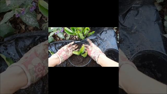 Хоста сорт Стар Ворз.Как я выращивают и делю хосту. смотреть онлайн