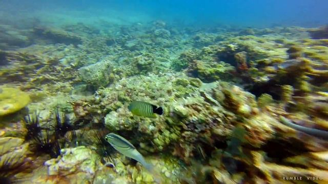 Underwater Diving on Koh Tao & Pho-Phi - 2014 - Дайвинг на Ко Тао и Пхи-Пхи смотреть онлайн