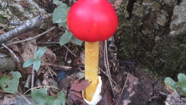 キノコって人を魅了する。極上チチタケ・タマゴタケなど。 смотреть онлайн