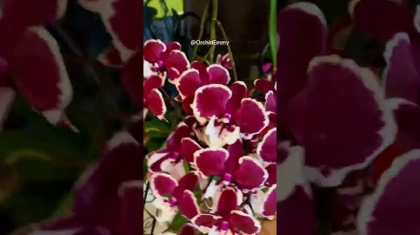 Phalaenopsis Allura Santa Claus