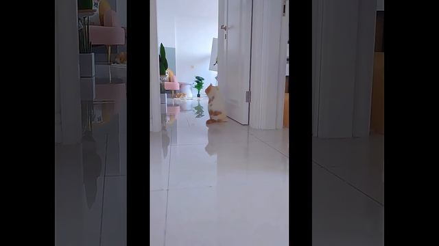 Интерактивная игрушка для животных смотреть онлайн