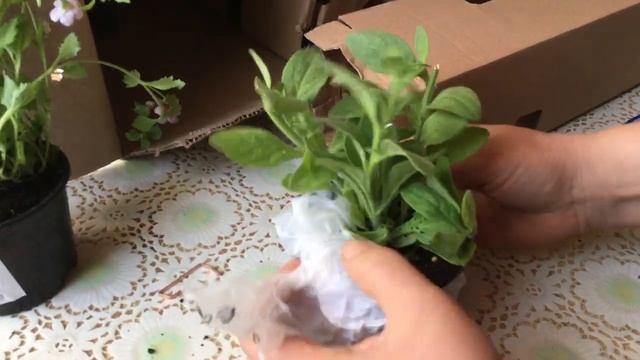 Отзыв Агромаркет （відгук） цветы смотреть онлайн