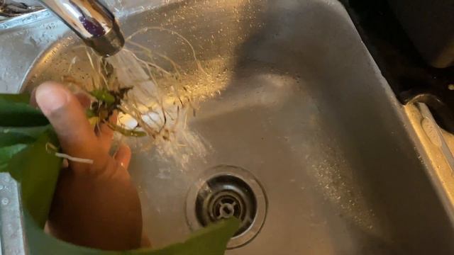 Orchid Care For Beginners: 13 Hacks To Help With Phalaenopsis Growing In Water