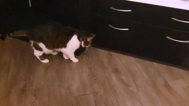 Мухе 15 лет, в ошейнике SENTRY Calming Collar for cats она носится как котёнок. смотреть онлайн