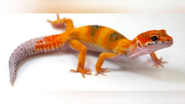 Топ 10 самых красивых эублефаров!🦎🦎🦎🦎 смотреть онлайн
