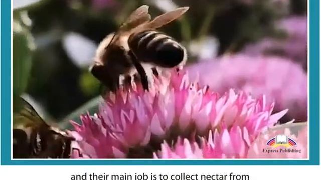 ASPECT 11 for Kazakhstan M2 CLIL 2 UNBELIEVABLE BEES смотреть онлайн