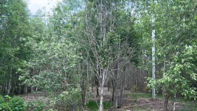 Участок 15 соток ЛПХ в д. Павельцево смотреть онлайн