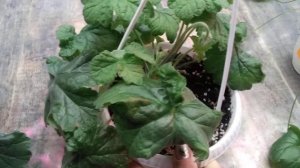 # 17.Зонартики! Самая капризная группа пеларгонии.