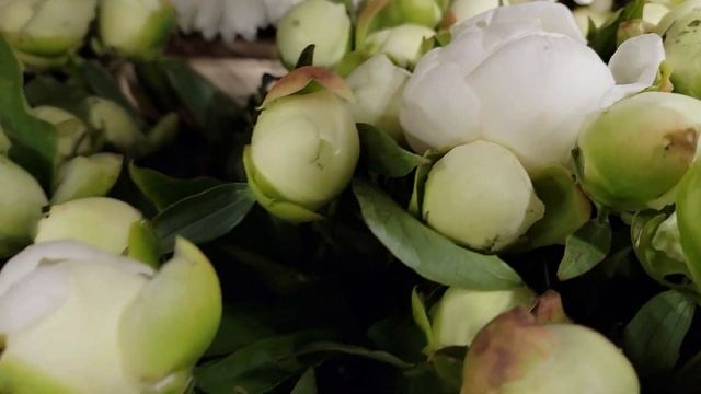 Bílá pivoňka Duchesse de Nemours - Florea.cz смотреть онлайн