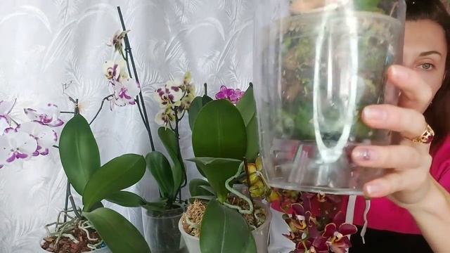 Правильный ПОЛИВ и УДОБРЕНИЯ залог Успеха в ВЫРАЩИВАНИИ ОРХИДЕЙ смотреть онлайн