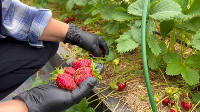 Обзор сорта клубники Фестивальная смотреть онлайн