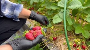 Обзор сорта клубники Фестивальная