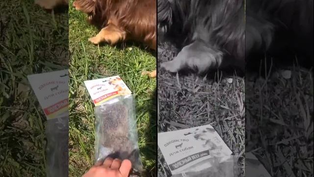 Рубец Говяжий для собак смотреть онлайн