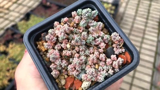 Sedum dasyphyllum и его вариации. Компактный и неприхотливый почвопокровный суккулент смотреть онлайн
