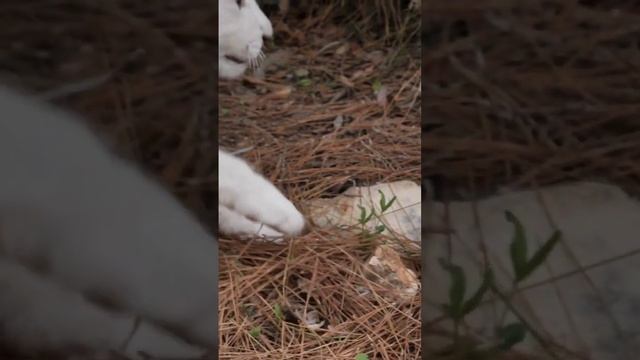 Испуганный львенок ☺️ маленький лев-альбинос #animals смотреть онлайн