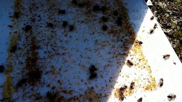 Пасека.Удаление подмора пчёл,без замены доньев.Просто супер-дно.Перга. смотреть онлайн