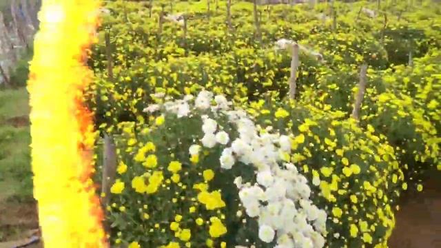 scent yellow Chrysanthemum flowers Cultivation смотреть онлайн