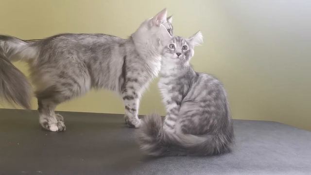 Норвежский лесной котенок Henriette Viking Heritage*RU c мамой смотреть онлайн