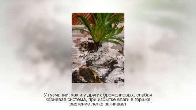 ГУЗМАНИЯ (гусмания) из семейства БРОМЕЛИЕВЫЕ. Уход за гузманией в домашних условиях смотреть онлайн