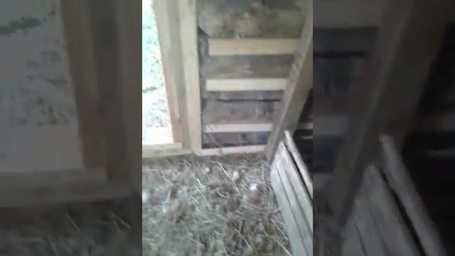 ОБЗОР КУРЯТНИКА|| ЛОМАН WHITE смотреть онлайн