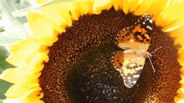 Nature White noise,relaxing wind sound for sleeping,gentle wind|Ветер для сна