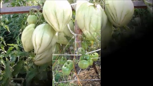 Томат Чудо Уолфорда (красное), Wolford’s Wonder, Wolford Wonder