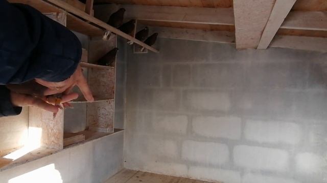 Николаевские голуби 2022 смотреть онлайн