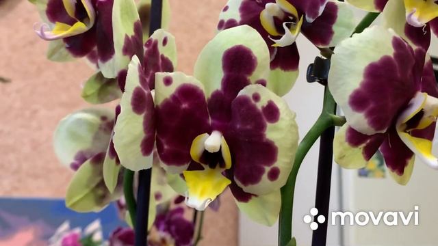 Новые орхидеи! Счастье привалило!!!!!??? смотреть онлайн