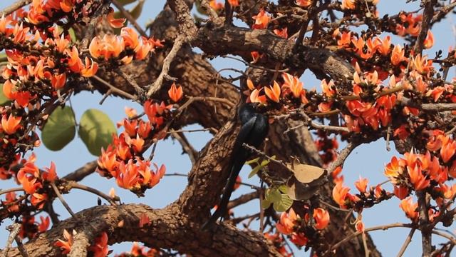 Black Drongo: On Flame of the Forest or Palash Tree कोतवाल (Credit: Ravi Dumpala) смотреть онлайн