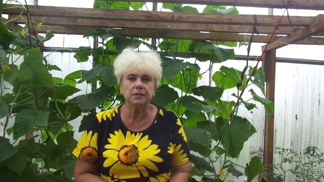 Чем подкормить огурцы? Дрожжевые подкормки для богатого урожая огурцов. смотреть онлайн