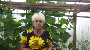 Чем подкормить огурцы? Дрожжевые подкормки для богатого урожая огурцов.