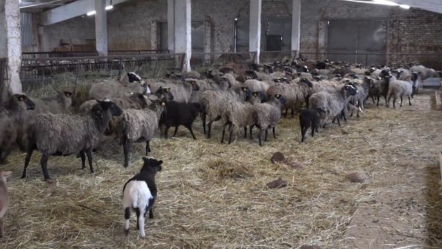 Крестьянско-фермерское хозяйство в деревне Горки Камешковского района смотреть онлайн