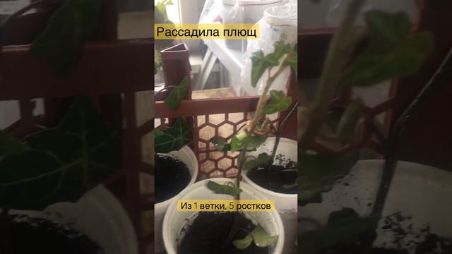 Рассадила плющ смотреть онлайн