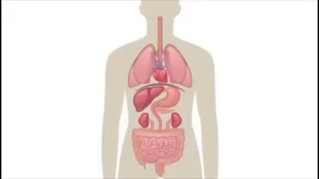 как устроен организм человека смотреть онлайн
